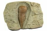 Soft-Bodied Fossil Aglaspid (Tremaglaspis) - Fezouata Formation #344455-1